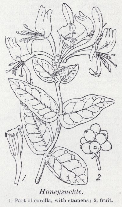 Honeysuckle by English School