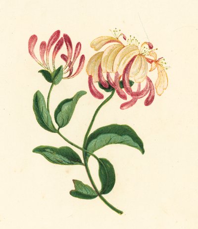 Honeysuckle, Lonicera Periclymenum by English School