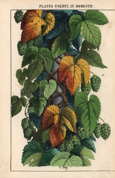 Hops, with green fruit, from 