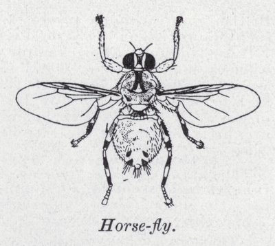 Horse-Fly by English School