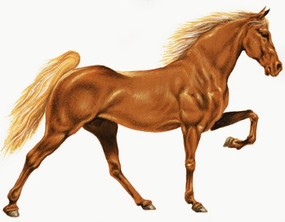 Horse by English School