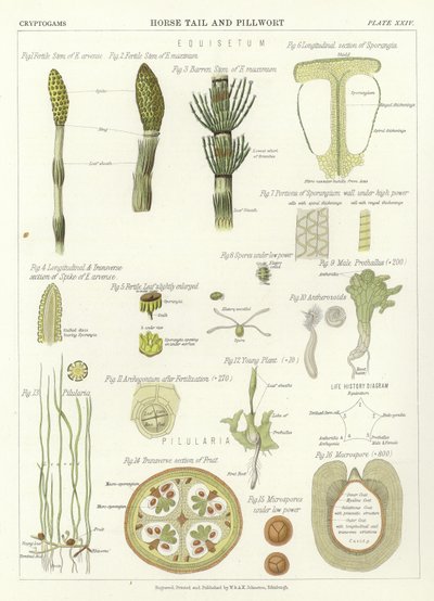 Horse Tail and Pillwort by English School