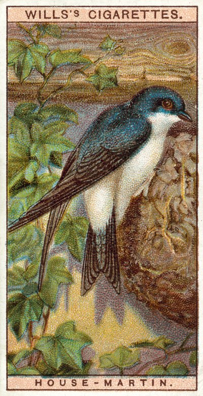House Martin by English School