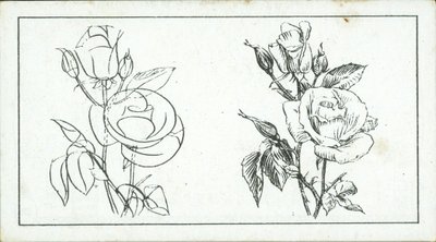 How to Sketch: Study of a Rose by English School