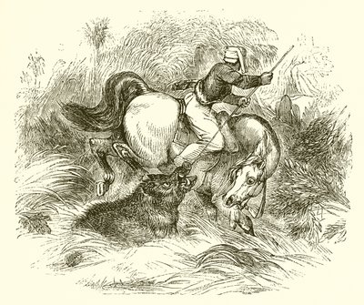 How Wild Boars Are Hunted by English School