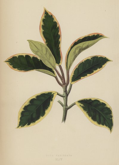 Hoya Variegata by English School