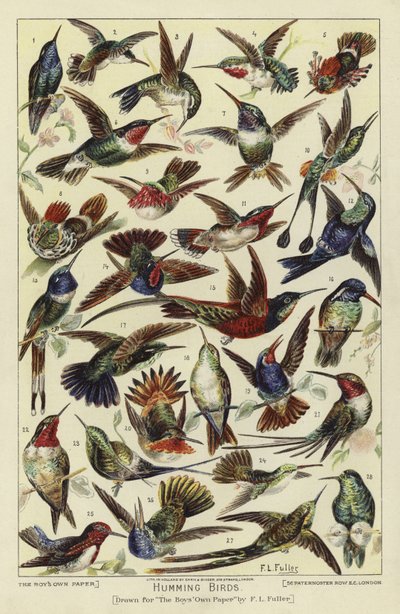 Humming birds by English School