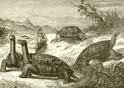 Hunting Tortoises on the Coast of New Guinea by English School