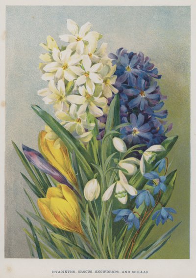 Hyacinths, Crocus, Snowdrops, and Scillas by English School