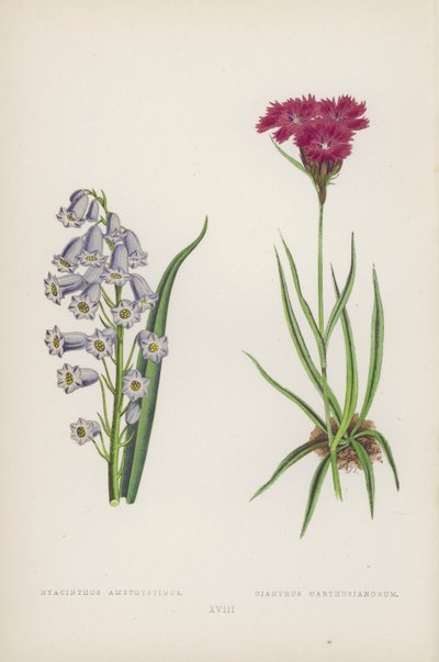 Hyacinthus Amethystinus; Dianthus Carthusianorum by English School