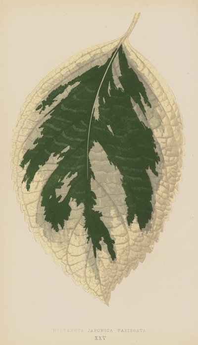 Hydrangea Japonica Variegata by English School