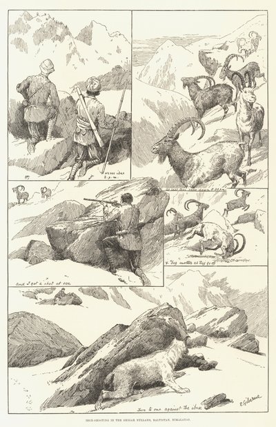 Ibex-Shooting in the Shigar Nullahs, Baltistan, Himalayas by English School