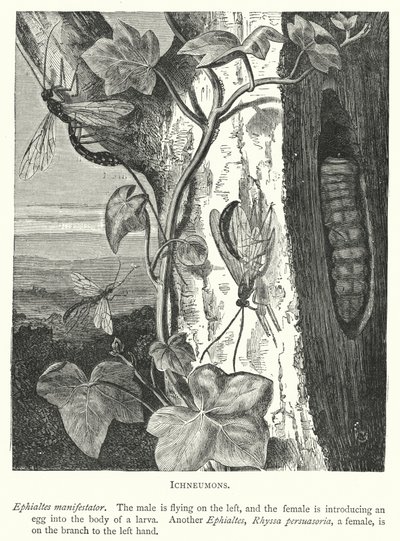 Ichneumons (Engraving) by English School