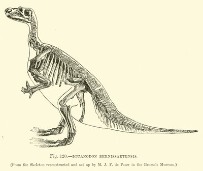 Iguanodon Bernissartensis by English School