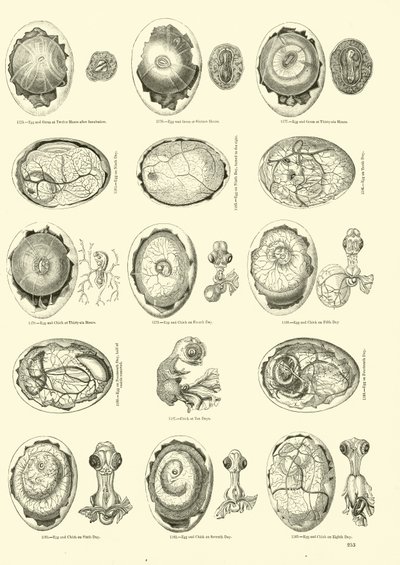 Incubation of a Chicken, Page from The Pictorial Museum of Animated Nature by English School