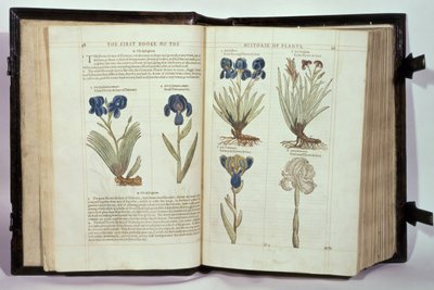 Iris (Flowers de-luce), Six Varieties from 