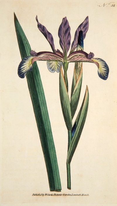 Iris Spuria Spurios Iris by English School