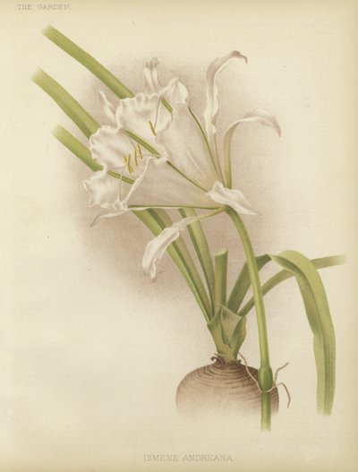 Ismene andreana by English School