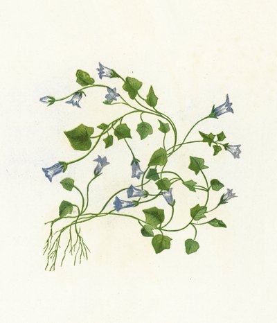 Ivy-Leaved Bell-Flower, Campanula Hederacea by English School