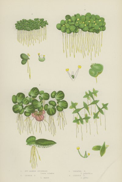Ivy-Leaved Duckweed, Lesser Duckweed, Greater Duckweed, Gibbous Duckweed by English School