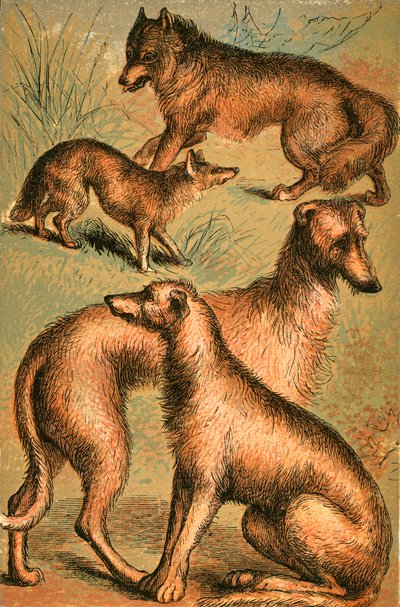Jackal, Wolf, Irish Wolfhound and Deerhound by English School