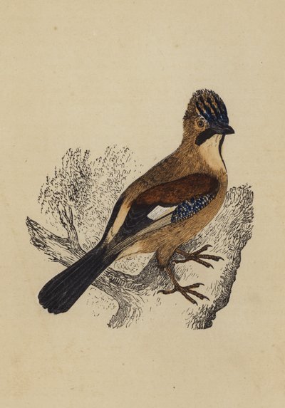 Jay by English School