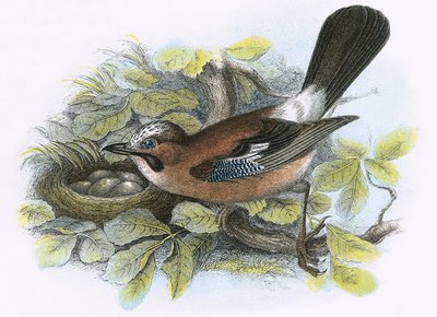Jay by English School