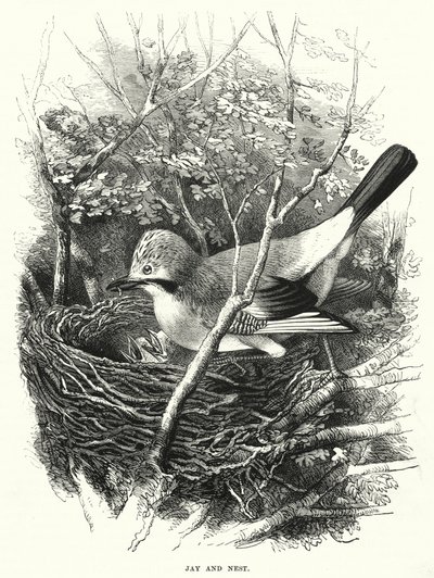 Jay and Nest by English School