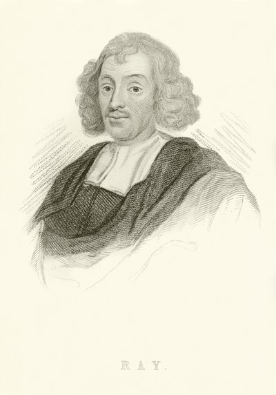 John Ray by English School