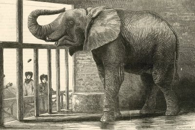 Jumbo, the Big African Elephant at the Zoological Gardens by English School