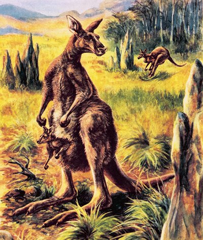 Kangaroo by English School