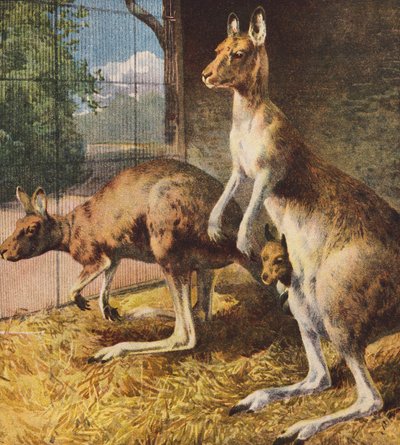 Kangaroos by English School