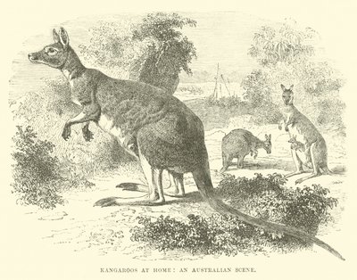Kangaroos at Home, an Australian Scene by English School