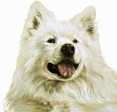 Keeshond by English School