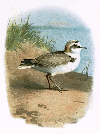Kentish Plover by English School