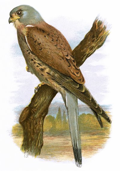 Kestrel by English School