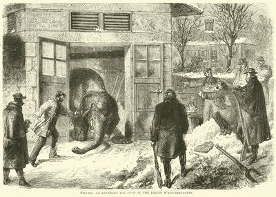 Killing an Elephant for Food in the Jardin d