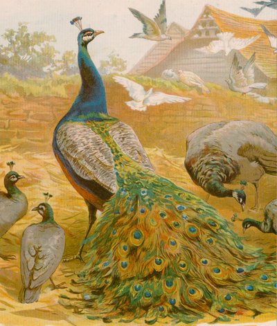 King of the Farmyard by English School