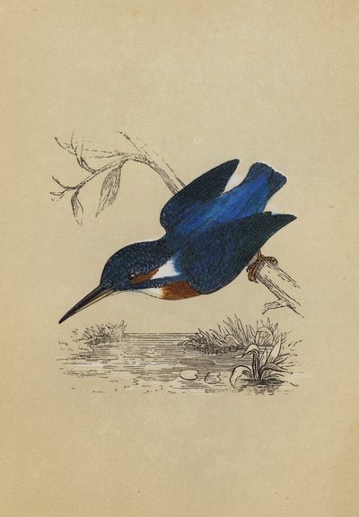 Kingfisher by English School