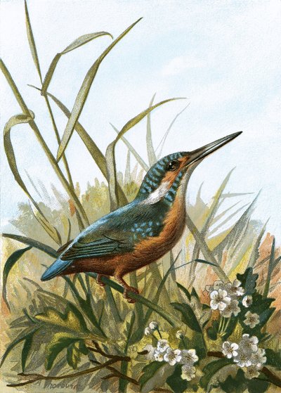 Kingfisher by English School