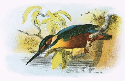 Kingfisher by English School