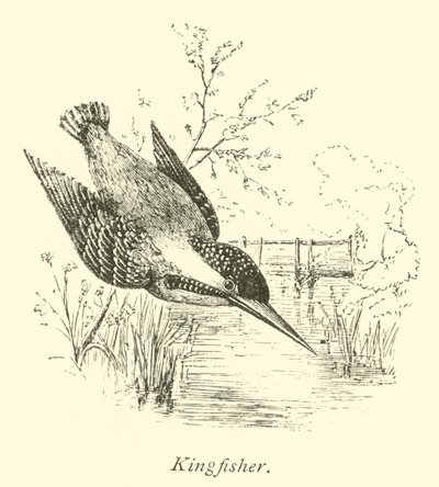Kingfisher by English School