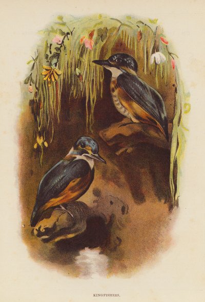 Kingfishers by English School