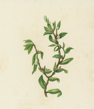 Knot Grass, Polygonum Aviculare by English School