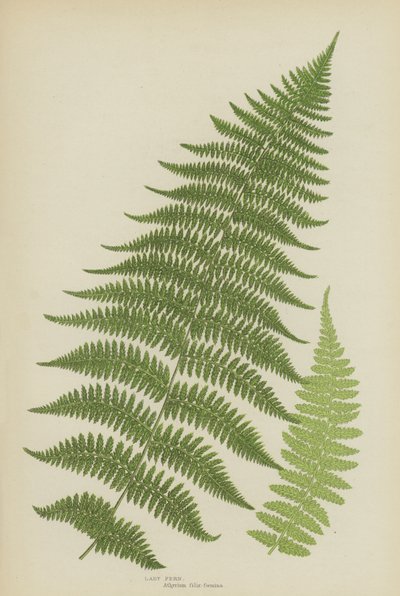 Lady Fern by English School