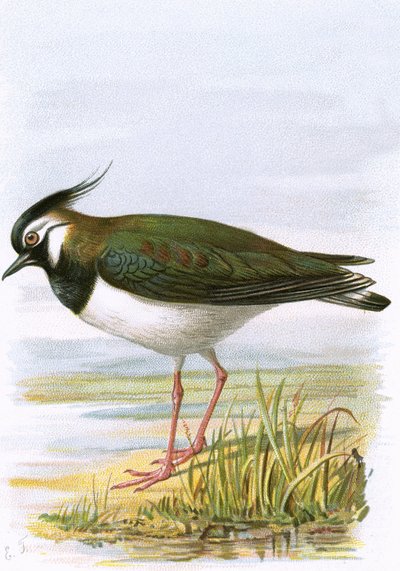 Lapwing by English School