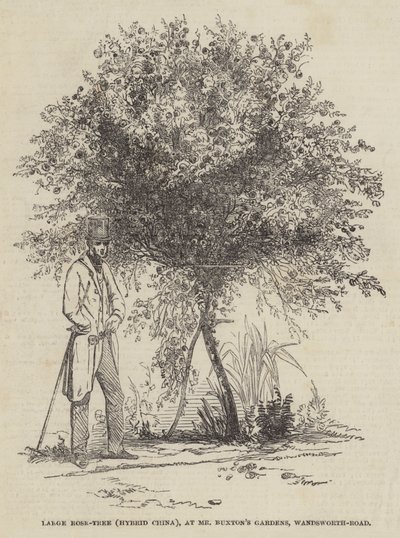 Large Rose-Tree (Hybrid China), at Mr Buxton