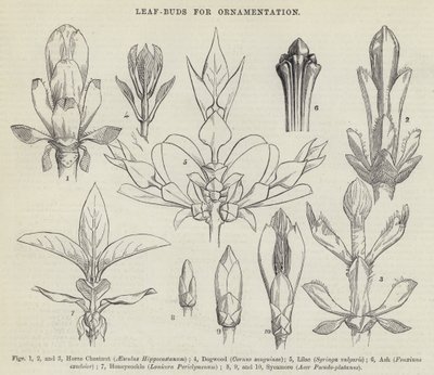 Leaf-Buds for Ornamentation by English School
