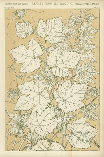 Leaves from Nature by English School