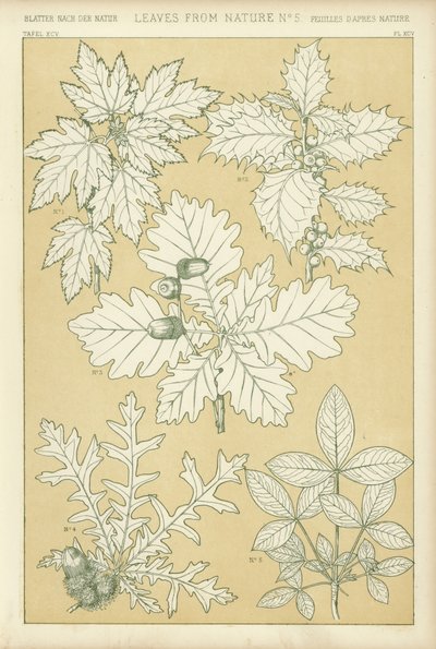 Leaves from Nature by English School